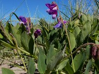 Lathyrus japonicus 49, Zeelathyrus, Saxifraga-Ed Stikvoort