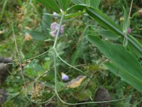 Lathyrus latifolius 25, Brede lathyrus, Saxifraga-Rutger Barendse