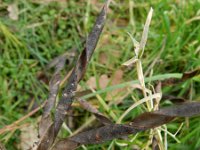 Lathyrus latifolius 27, Brede lathyrus, Saxifraga-Rutger Barendse
