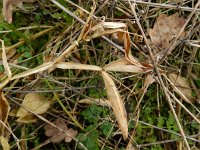 Lathyrus latifolius 28, Brede lathyrus, Saxifraga-Rutger Barendse