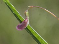 Lathyrus nissolia, Grass Vetchling