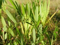 Lathyrus palustris 6, Moeraslathyrus, Saxifraga-Rutger Barendse