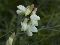 Lathyrus pannonicus ssp asphodeloides 2, Saxifraga-Jan van der Straaten