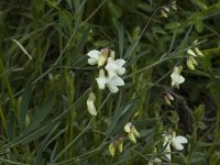 Lathyrus pannonicus ssp asphodeloides 4, Saxifraga-Jan van der Straaten