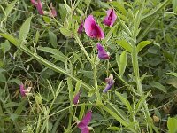 Lathyrus tingitanus 11, Saxifraga-Jan van der Straaten