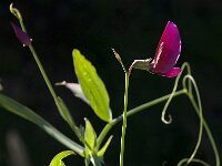 Lathyrus tingitanus 15, Saxifraga-Willem van Kruijsbergen