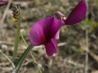 Lathyrus tingitanus 22, Saxifraga-Willem van Kruijsbergen