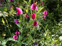 Lathyrus tingitanus 26, Saxifraga-Ed Stikvoort