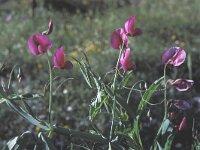 Lathyrus tingitanus 3, Saxifraga-Jan van der Straten