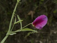 Lathyrus tingitanus 7, Saxifraga-Jan van der Straaten
