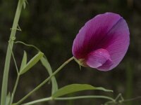 Lathyrus tingitanus 8, Saxifraga-Jan van der Straaten