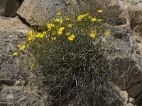 Launaea arborescens 10, Saxifraga-Willem van Kruijsbergen