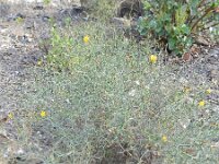 Launaea arborescens 12, Saxifraga-Rutger Barendse