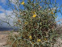 Launaea arborescens 14, Saxifraga-Ed Stikvoort