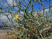 Launaea arborescens 15, Saxifraga-Ed Stikvoort