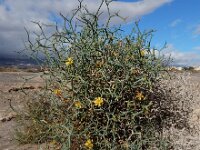 Launaea arborescens 16, Saxifraga-Ed Stikvoort