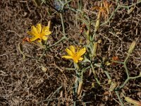 Launaea arborescens 17, Saxifraga-Ed Stikvoort