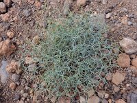 Launaea arborescens 18, Saxifraga-Ed Stikvoort