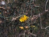 Launaea arborescens 2, Saxifraga-Jan van der Straaten