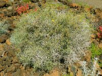 Launaea arborescens 25, Saxifraga-Hans Grotenhuis