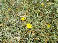 Launaea arborescens 26, Saxifraga-Hans Grotenhuis