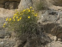 Launaea arborescens 5, Saxifraga-Jan van der Straaten