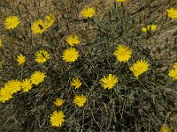 Launaea arborescens 8, Saxifraga-Jan van der Straaten