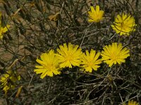 Launaea arborescens 9, Saxifraga-Jan van der Straaten