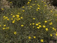 Launaea spinosa 2, Saxifraga-Willem van Kruijsbergen