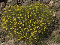Launaea spinosa 3, Saxifraga-Willem van Kruijsbergen
