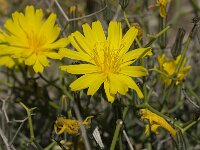 Launaea spinosa 7, Saxifraga-Jan van der Straaten