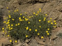 Launaea spinosa 9, Saxifraga-Willem van Kruijsbergen