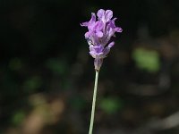 Lavandula angustifolia, Common Lavender