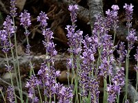 Lavandula angustifolia 2, Echte lavendel, Saxifraga-Jan van der Straaten