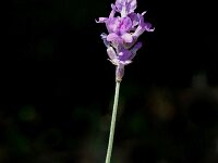 Lavandula angustifolia 3, Echte lavendel, Saxifraga-Jan van der Straaten