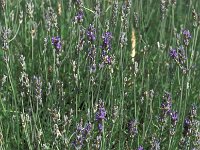 Lavandula angustifolia 5, Echte lavendel, Saxifraga-Jan van der Straaten