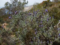 Lavandula dentata 10, Saxifraga-Ed Stikvoort