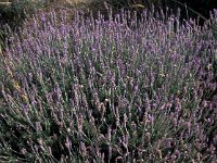 Lavandula dentata 2, Saxifraga-Jan van der Straaten