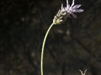Lavandula dentata 3, Saxifraga-Jan van der Straaten