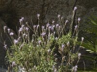 Lavandula dentata 5, Saxifraga-Jan van der Straaten