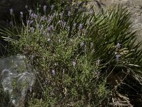 Lavandula dentata 6, Saxifraga-Willem van Kruijsbergen