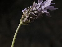Lavandula dentata 7, Saxifraga-Jan van der Straaten