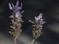 Lavandula dentata 8, Saxifraga-Willem van Kruijsbergen