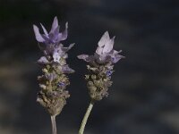 Lavandula dentata 9, Saxifraga-Willem van Kruijsbergen