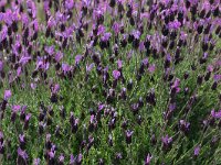 Lavandula stoechas 1, Saxifraga-Dirk Hilbers