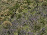 Lavandula stoechas 10, Saxifraga-Willem van Kruijsbergen