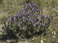 Lavandula stoechas 11, Saxifraga-Willem van Kruijsbergen