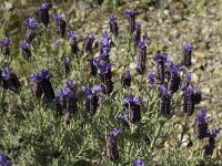 Lavandula stoechas 12, Saxifraga-Jan van der Straaten