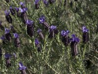 Lavandula stoechas 13, Saxifraga-Willem van Kruijsbergen