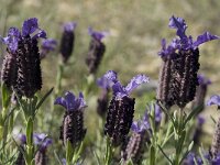Lavandula stoechas 14, Saxifraga-Jan van der Straaten